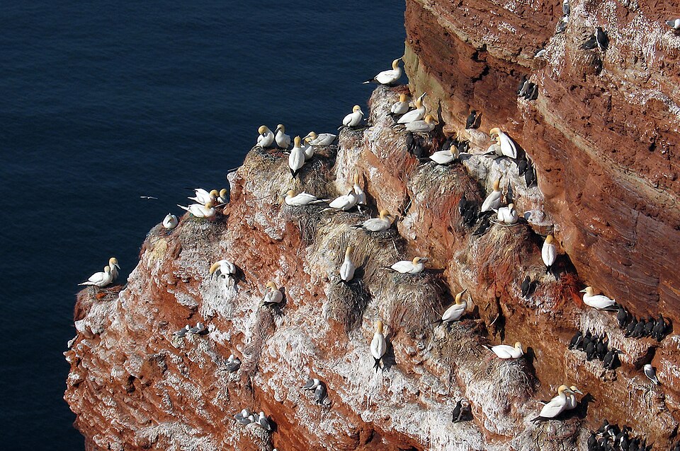 Helgoland: Colony Northern Gannet Morus bassanus
