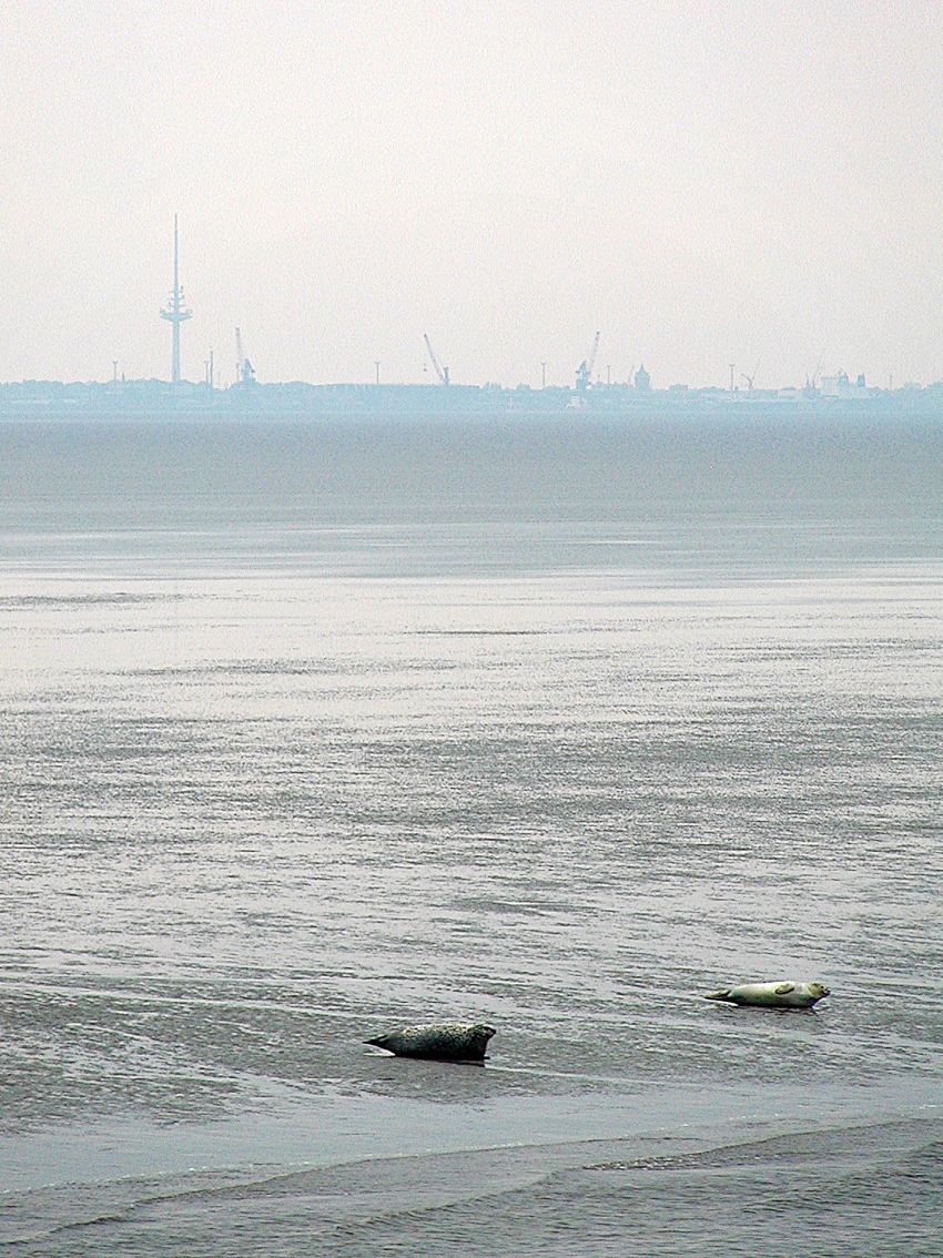 Cuxhaven Seehunde 01