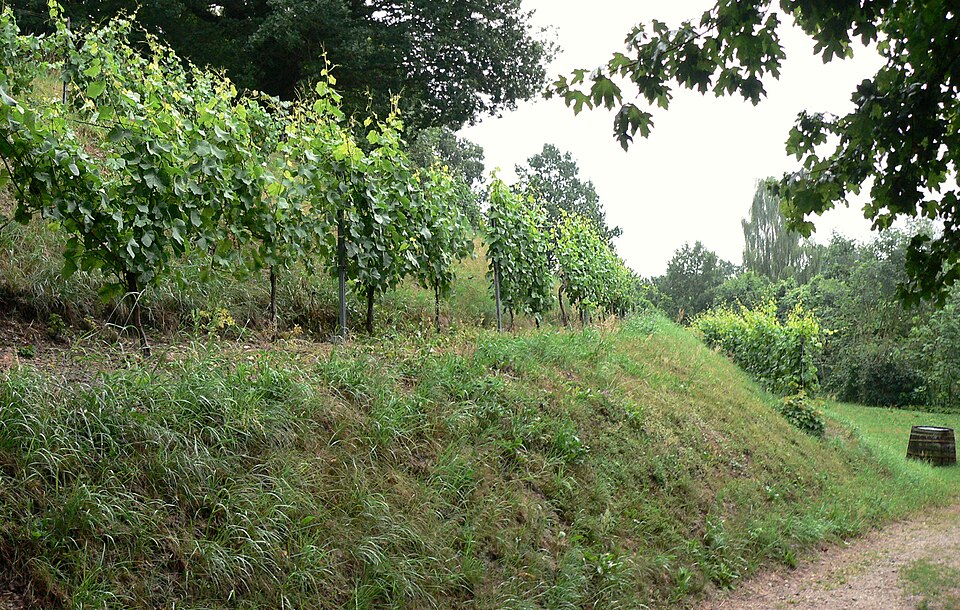 Hitzacker (Elbe): Weinberg Hitzacker Reben seitlich