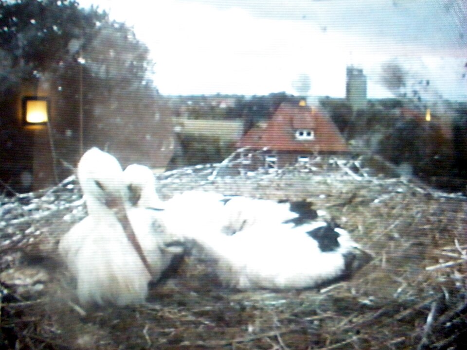 Storchennest-bleckede