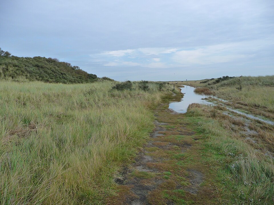 Juist: Kalfamer