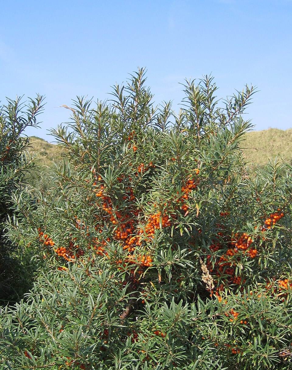 Norderney: Hippophae rhamnoides-01 (xndr)