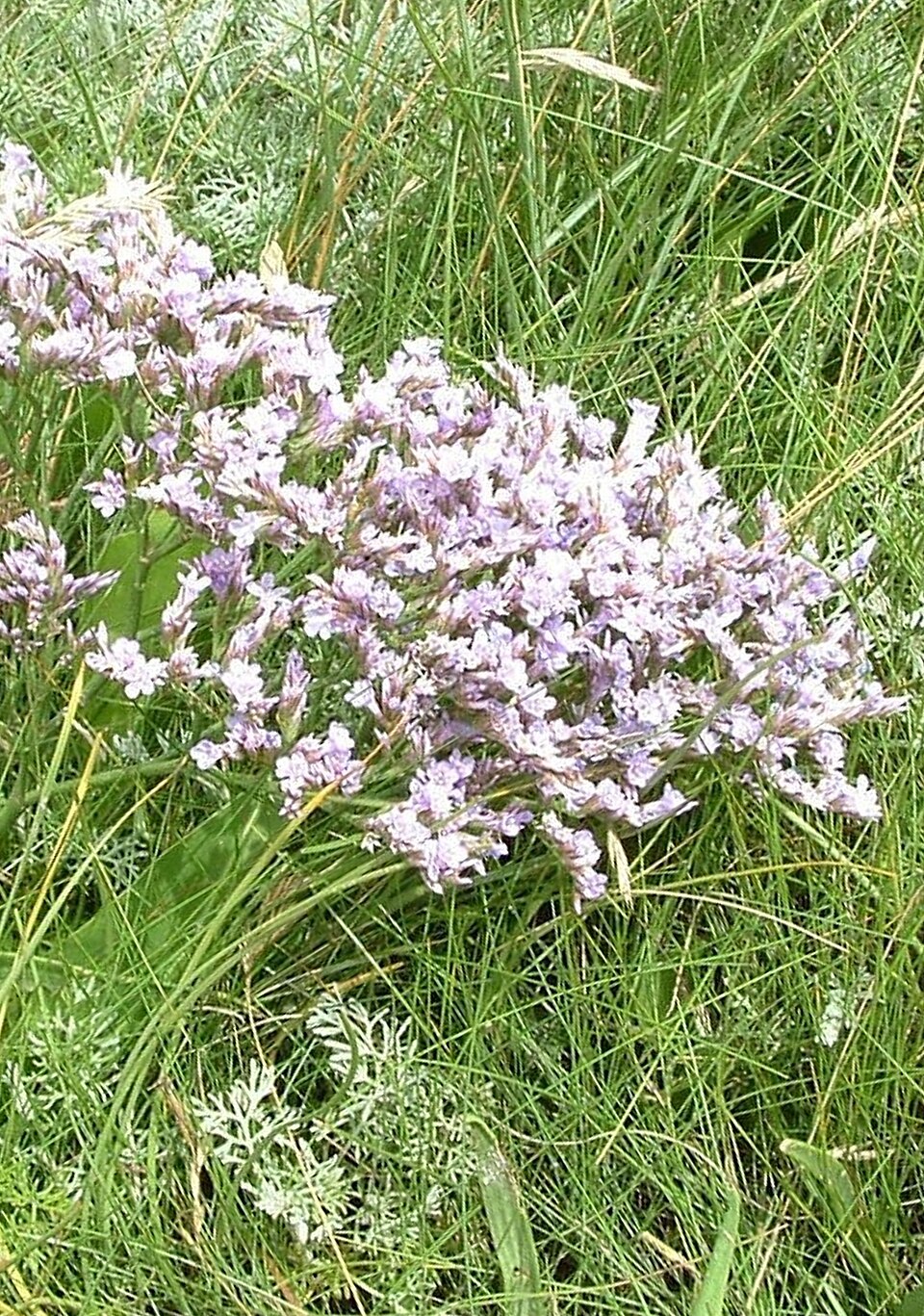 Wangerooge: Limonium vulgare