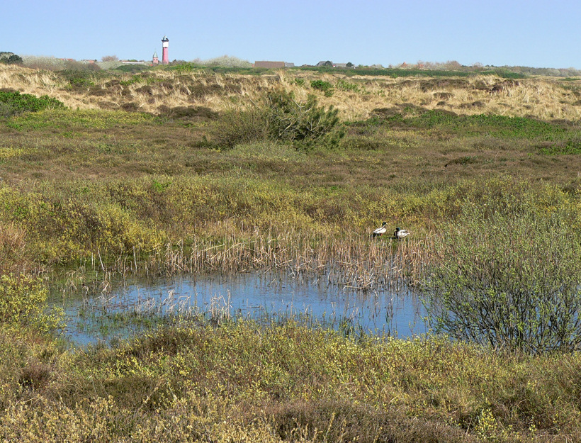 Wangerooge Biotop