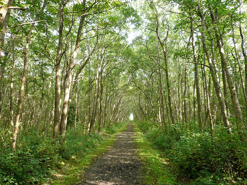 LangeoogWald1
