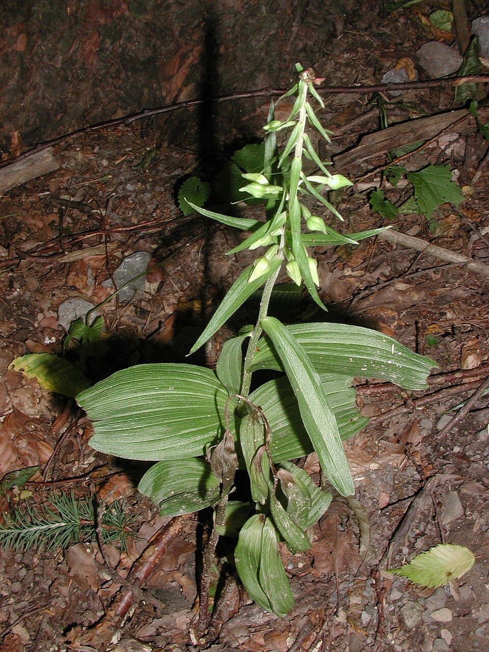 Remscheid: Orchidee Stendelwurz, breitblättrig