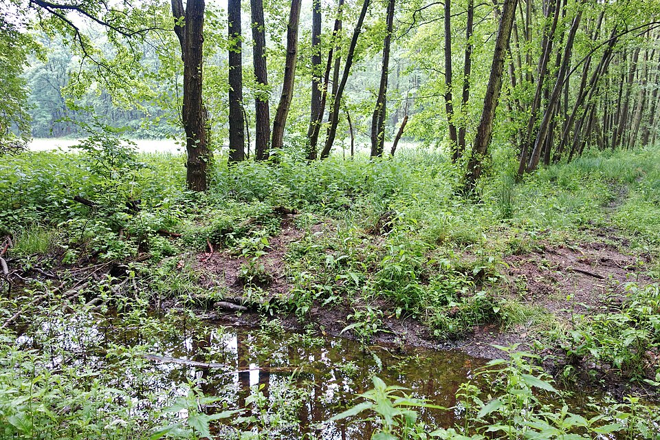 NSG Luderbachaue von Dreieich03