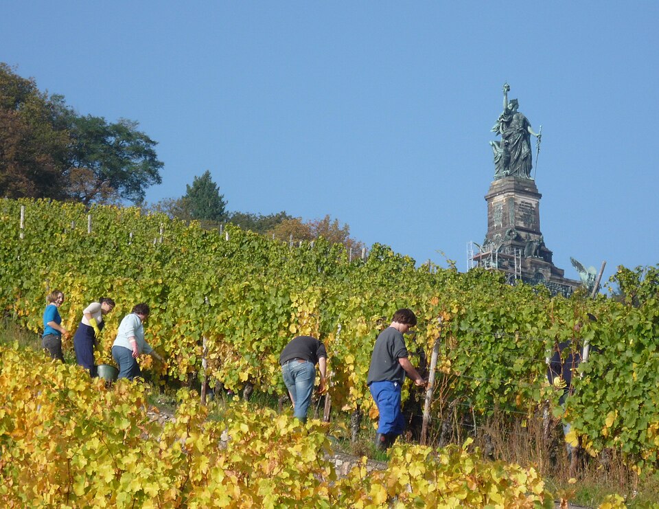 Rüdesheim am Rhein: Rüdesheim Weinlese