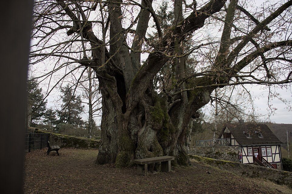 Linde im Burgzwinger Homberg (Ohm)