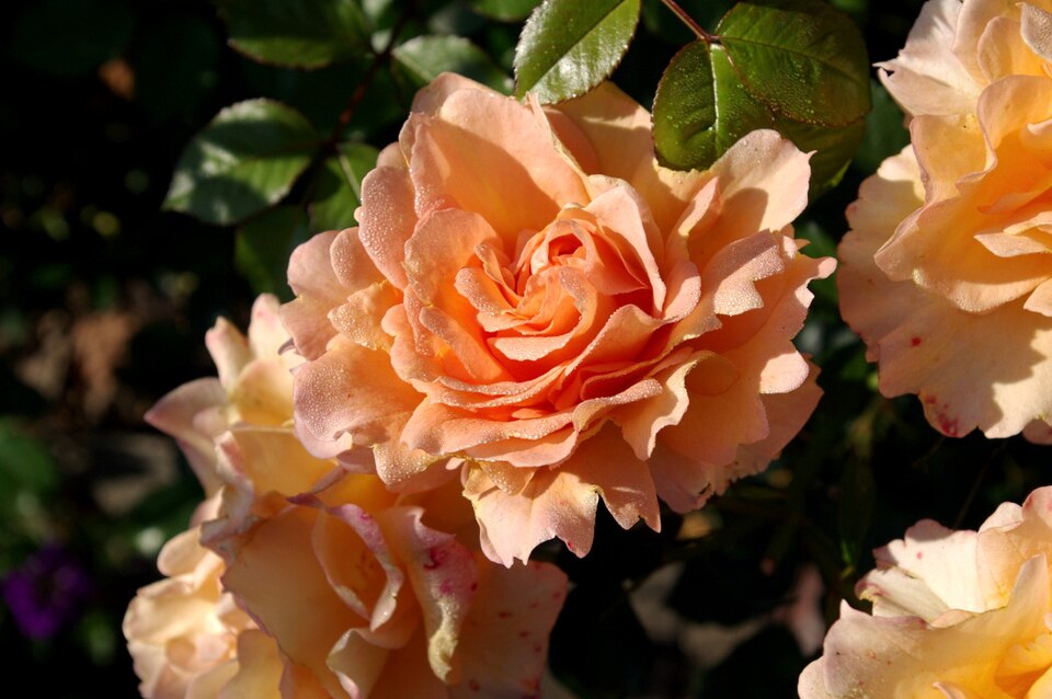 Lauterbach (Hessen): Lauterrose