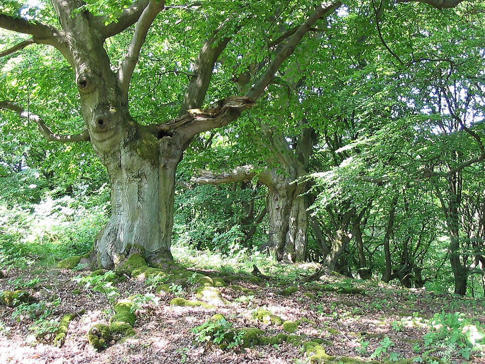 Bad Wildungen: HutewaldHalloh