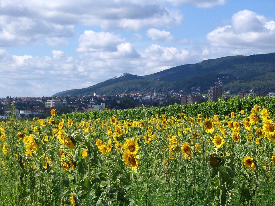 Neustadt an der Weinstraße: Blick auf neustadt hambach