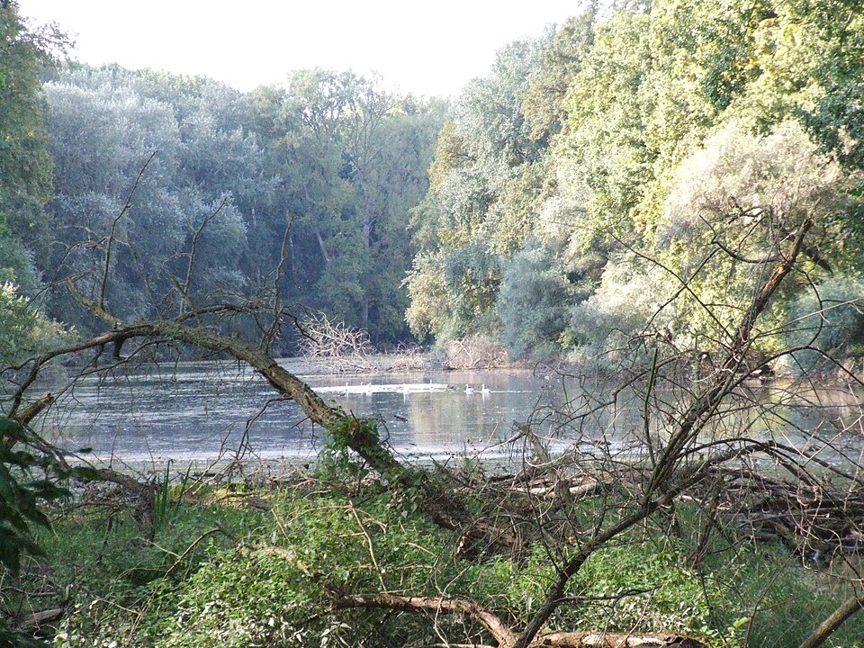 Blick auf den Altrheinarm Rundedebunk, rechts die Insel Horn, Speyerer Auwald