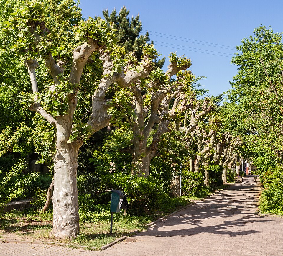 Deidesheim: 060
