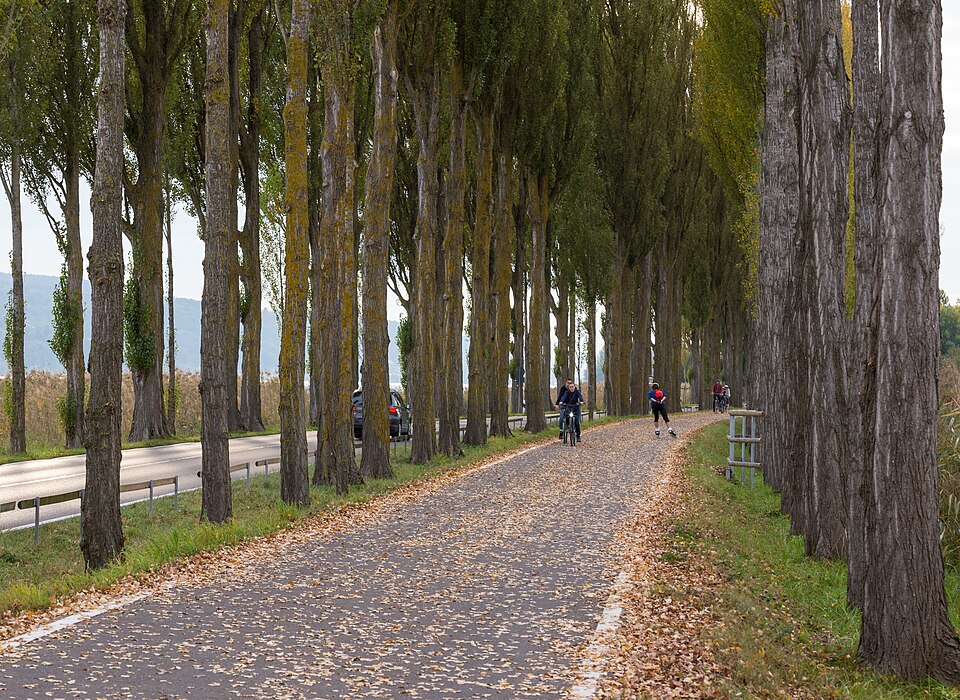 Herbstliche Pappelallee auf dem Damm zur Reichenau