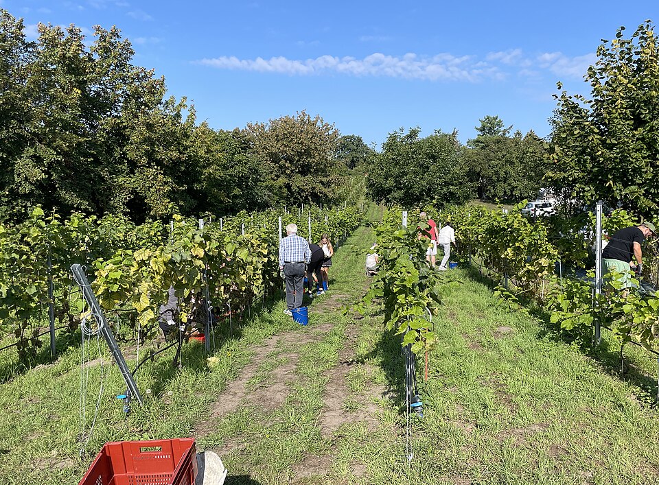 Werder (Havel): Weinlese am Werderaner Wachtelberg