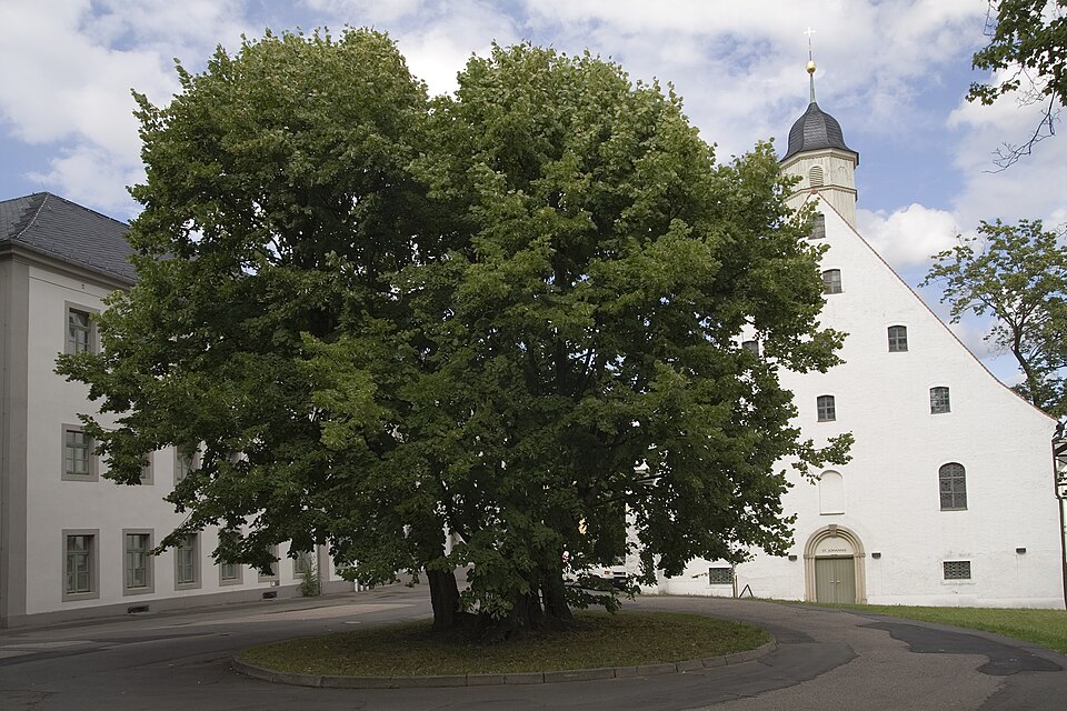 Freiberg: Torstenssonlinde