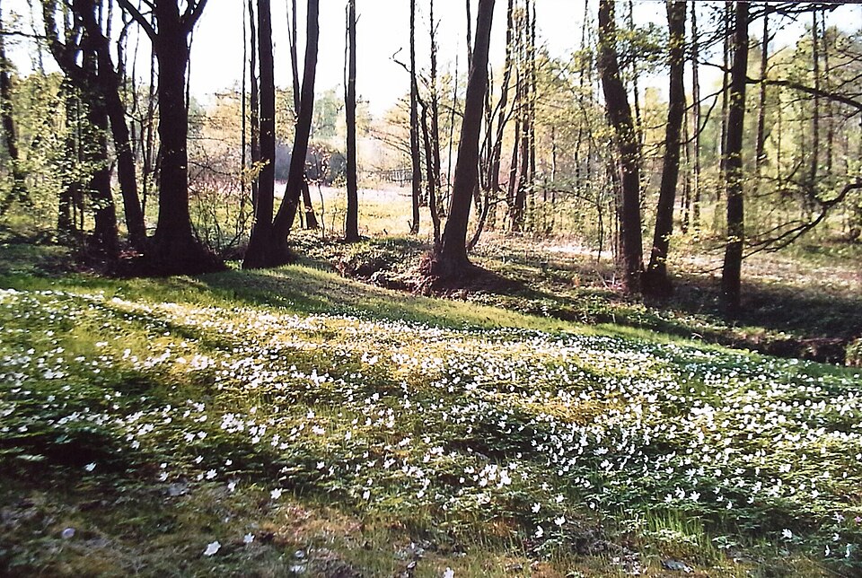 Bad Brambach: Frühling am Röthenbach