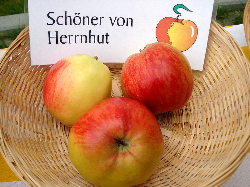 Apfelgalerie Schöner-von-Herrnhut