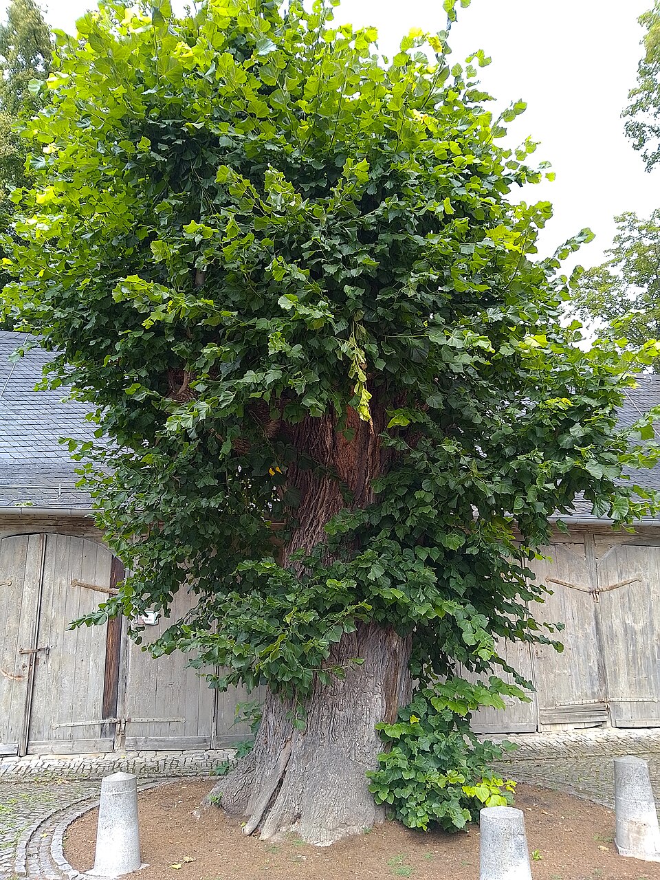 Die Schlosslinde auf Schloss Heidecksburg in Rudolstadt